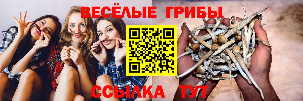 Псилоцибиновые грибы GOLDEN TEACHER Алейск